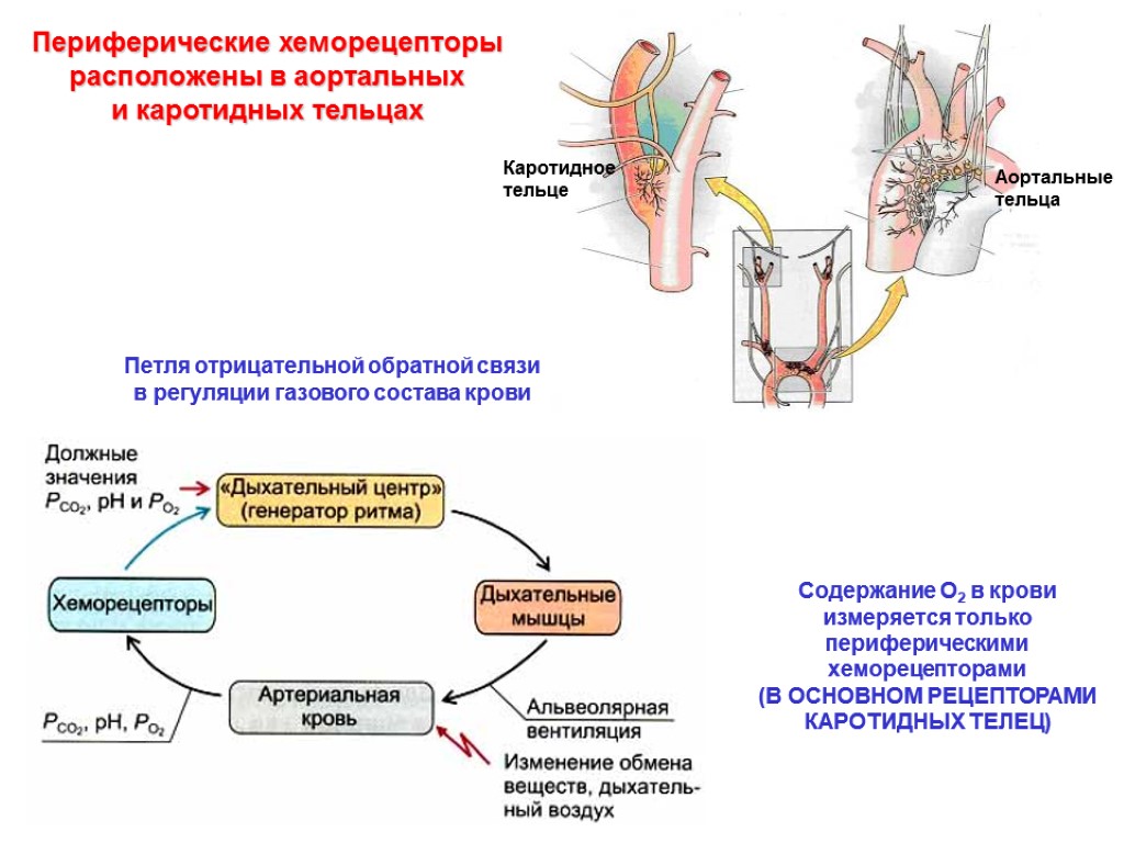 Периферические хеморецепторы расположены в аортальных и каротидных тельцах Каротидное тельце Аортальные тельца Петля отрицательной